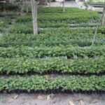 Environmental Conservation and Renewable Energy