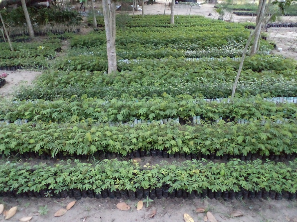 Environmental Conservation and Renewable Energy