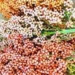 Livelihoods and Economic Empowerment