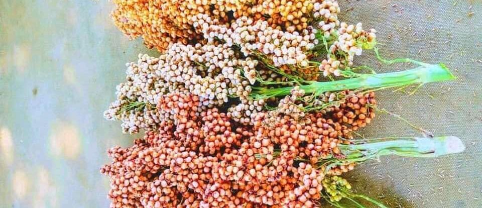 Livelihoods and Economic Empowerment